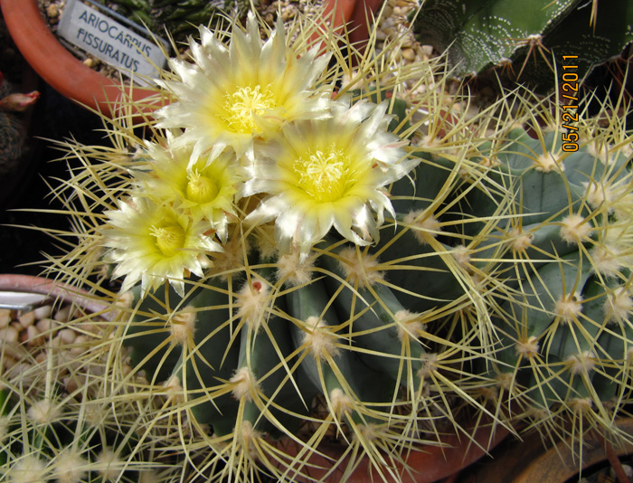 Ferocactus glaucescens in flower